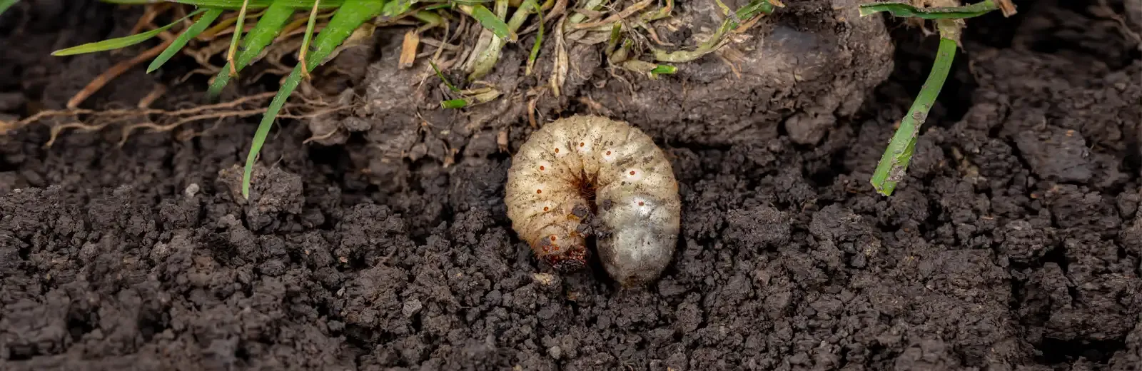 service-grub-control-soil.