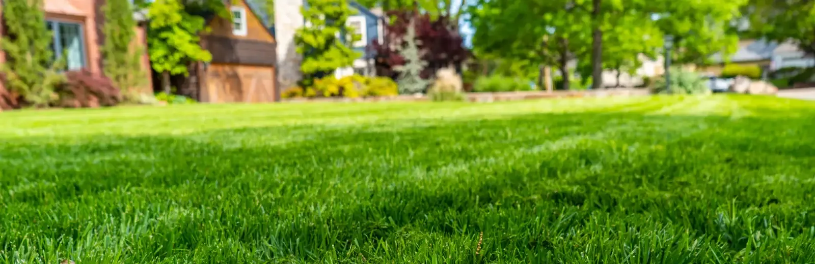 service-lawn-liquid-aeration-front-lawn