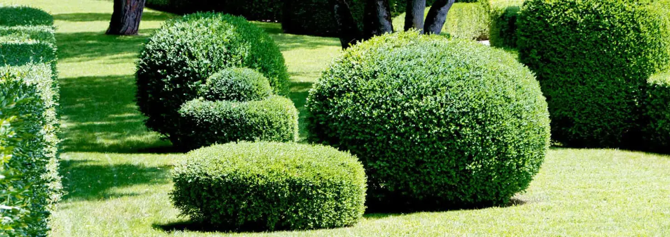 healthy-green-trees-shrubs