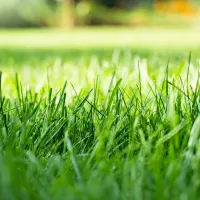 grass-lawn