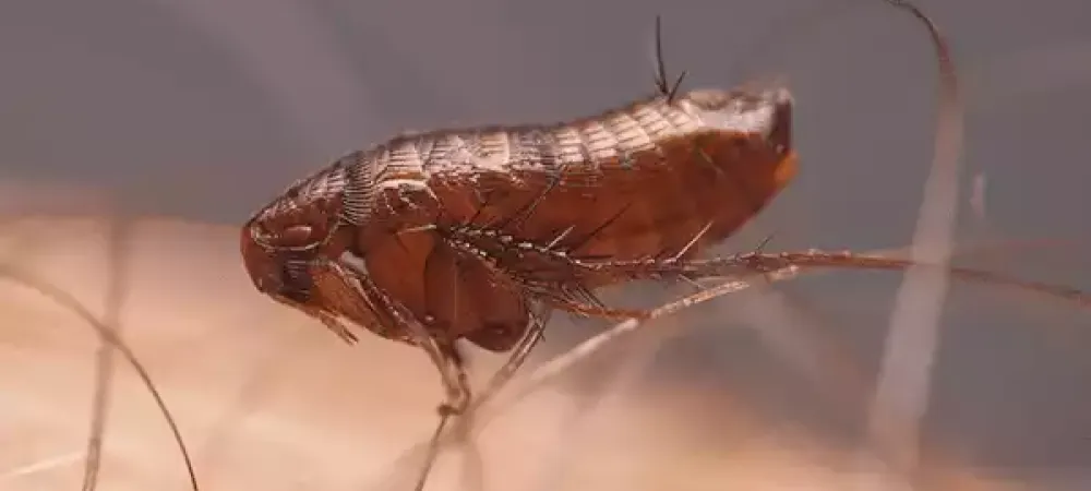 flea-control