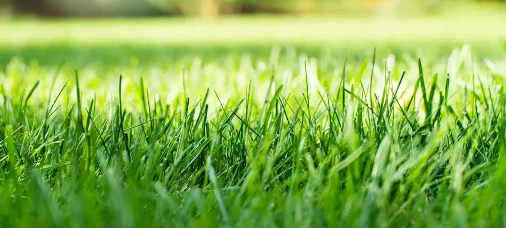 grass-lawn