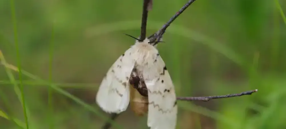 gypsy-moth