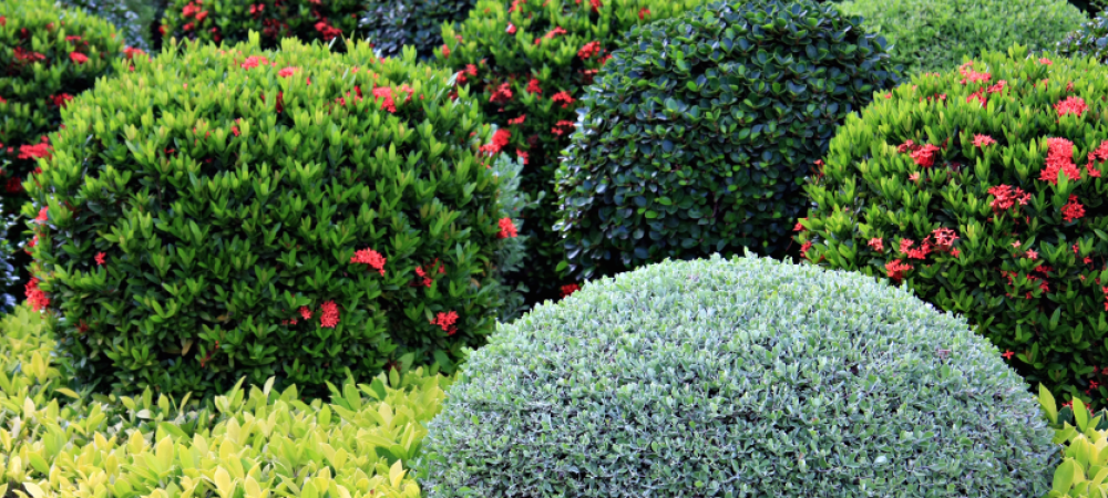 tree-shrub-care-lenexa-kansas