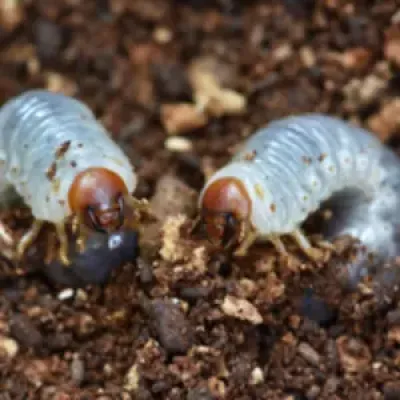 grubs-service-summary