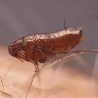 flea-control