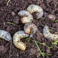 grubs