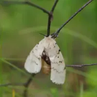 gypsy-moth