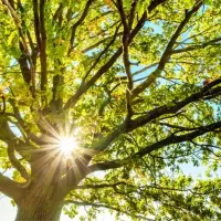 tree-care