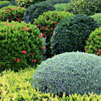 tree-shrub-care-lenexa-kansas
