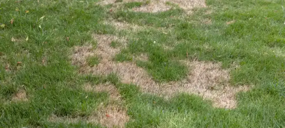 brown-patch-lawn