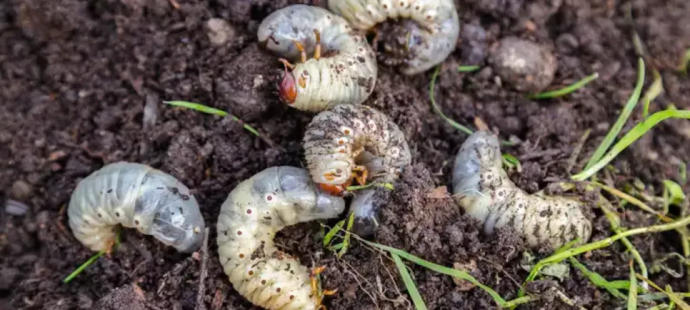 grubs