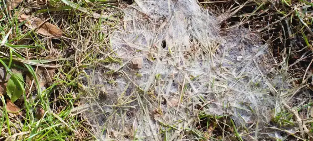 snow-mold